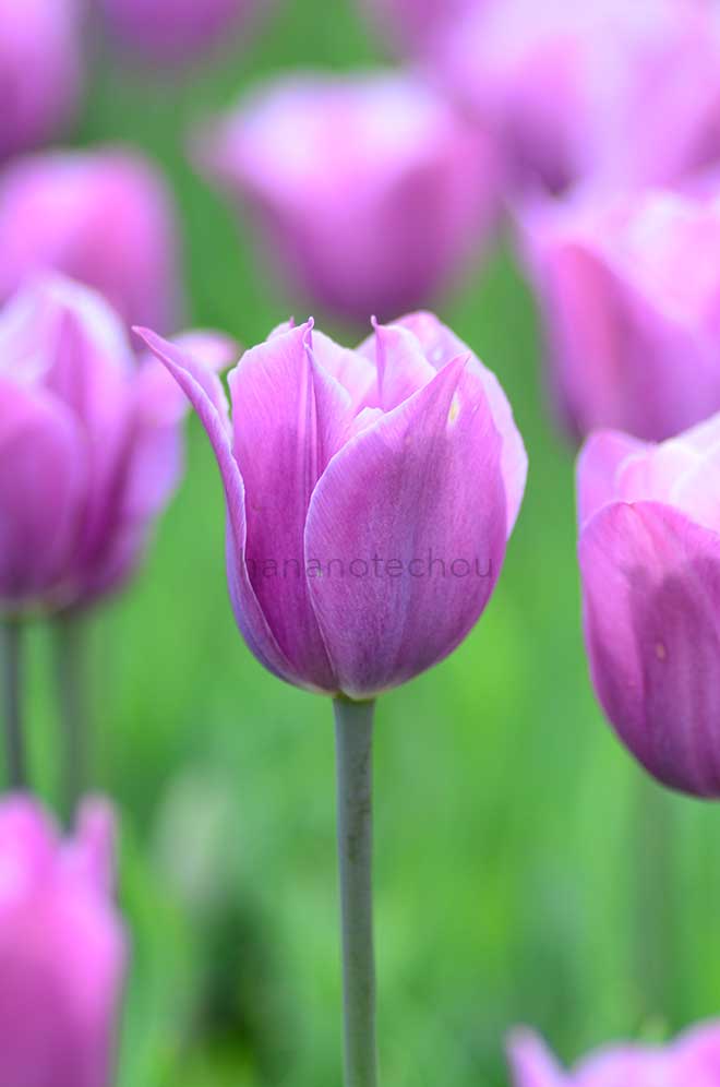チューリップ バイオレットビューティー｜花の手帖のチューリップ図鑑