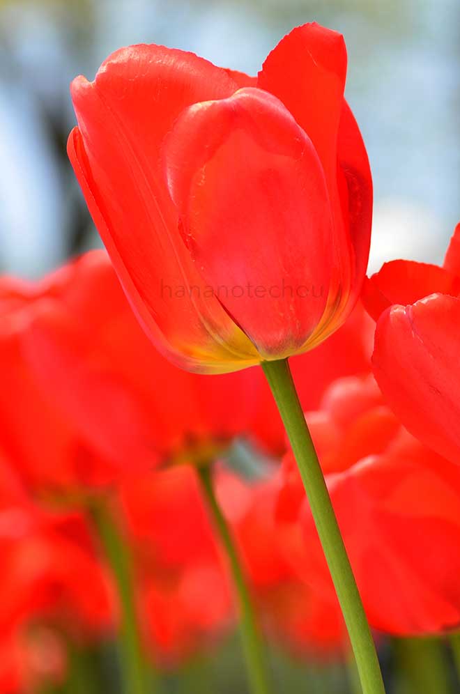 チューリップ ボイジャー｜花の手帖のチューリップ図鑑