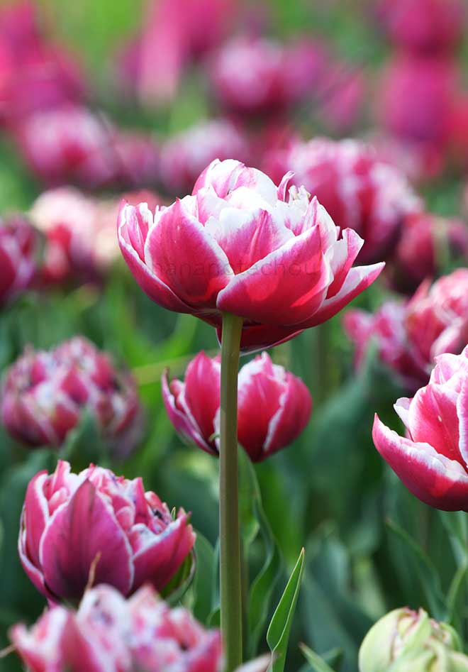 チューリップ ウェディング ギフト｜花の手帖のチューリップ図鑑