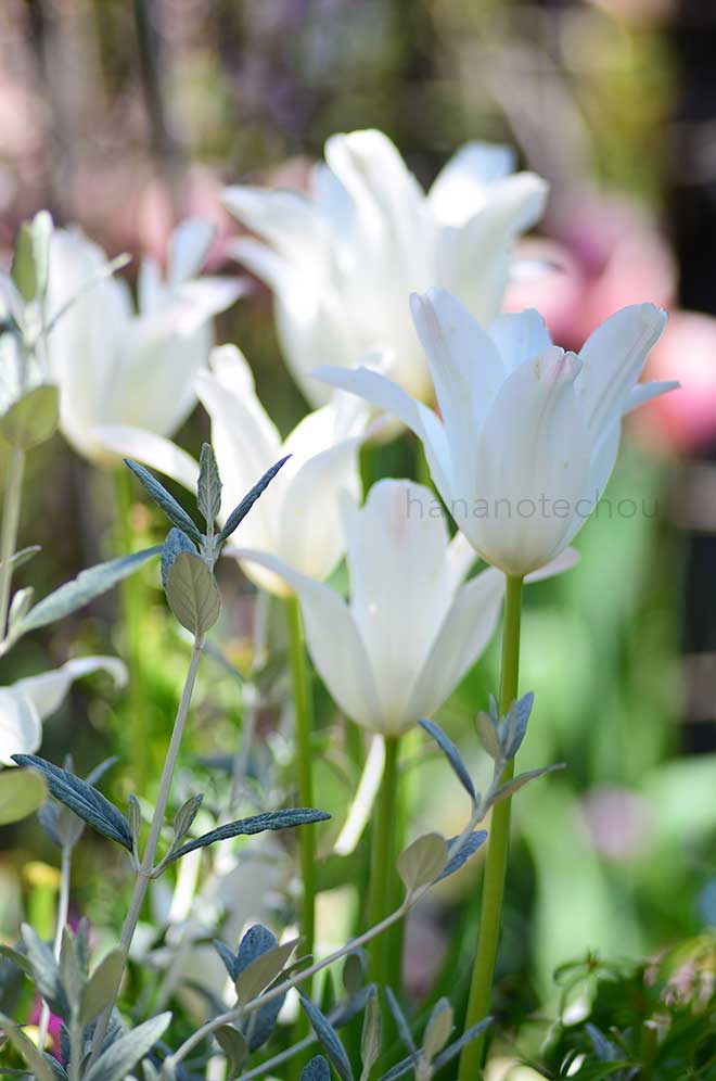 チューリップ ホワイトスワン｜花の手帖のチューリップ図鑑