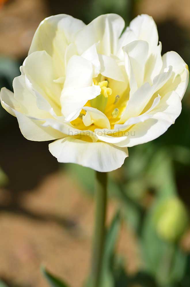 チューリップ ホワイトタッチ｜花の手帖のチューリップ図鑑