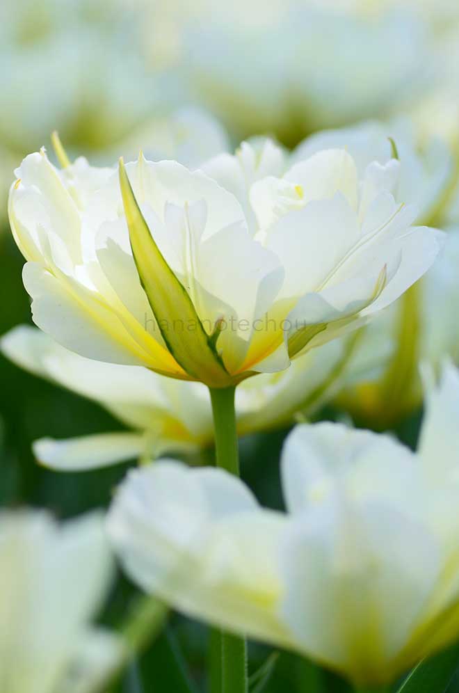 チューリップ ホワイト バレー｜花の手帖のチューリップ図鑑