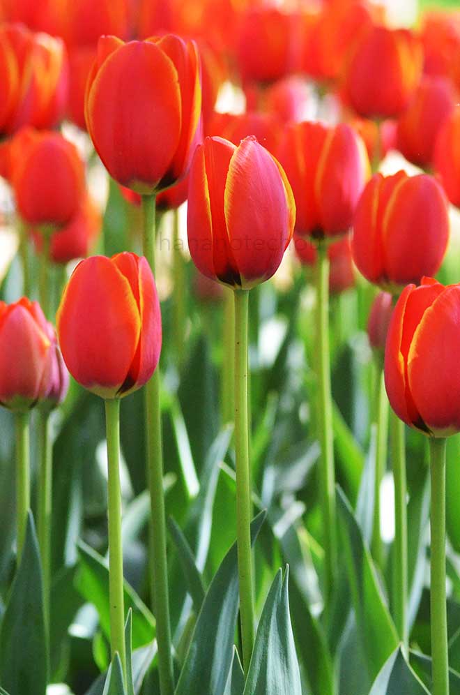 チューリップ ワールド フェイバリット｜花の手帖のチューリップ図鑑