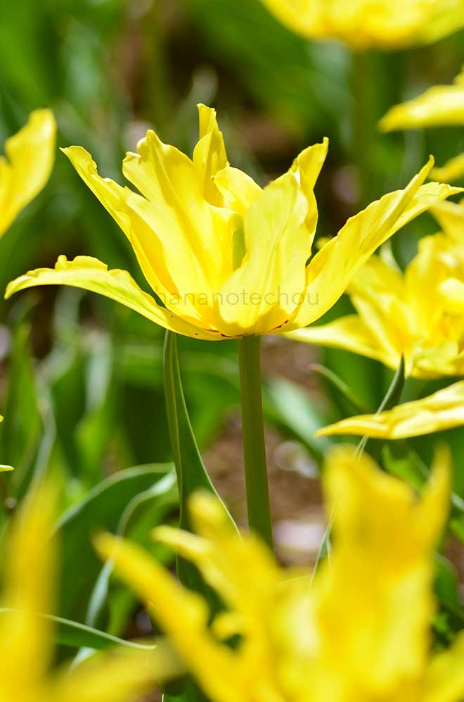 チューリップ イエロー スパイダー｜花の手帖のチューリップ図鑑