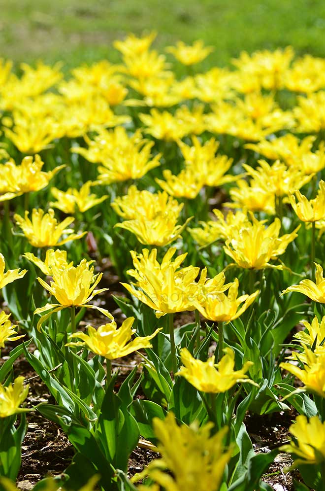 チューリップ イエロー スパイダー｜花の手帖のチューリップ図鑑