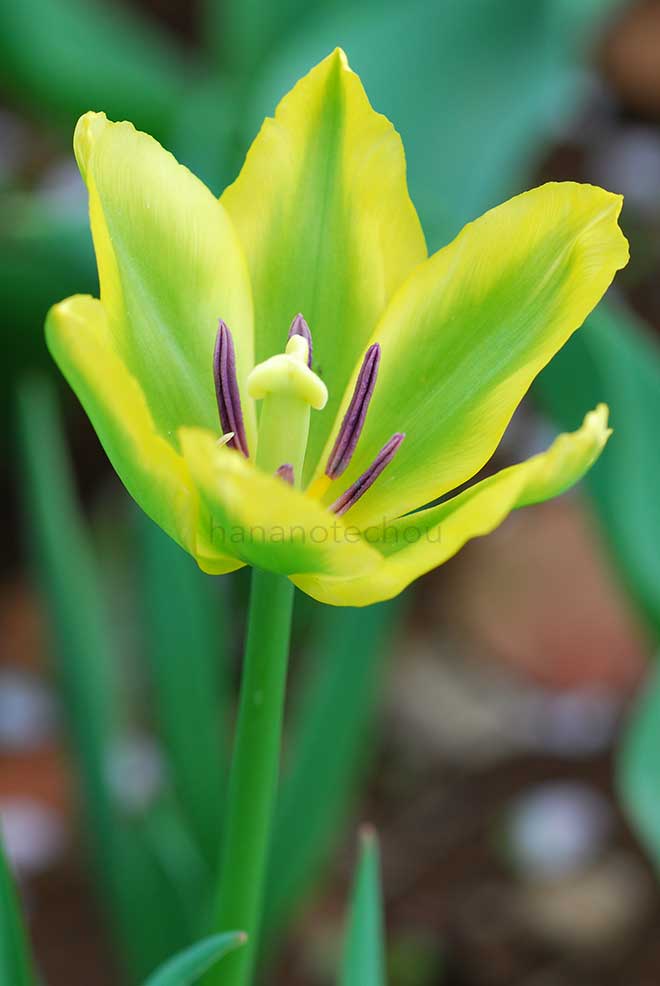 チューリップ イエロー スプリンググリーン｜花の手帖のチューリップ図鑑