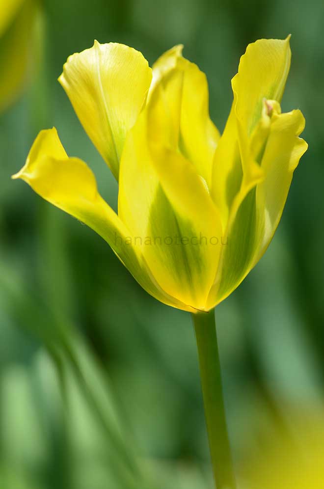 チューリップ イエロー スプリンググリーン｜花の手帖のチューリップ図鑑