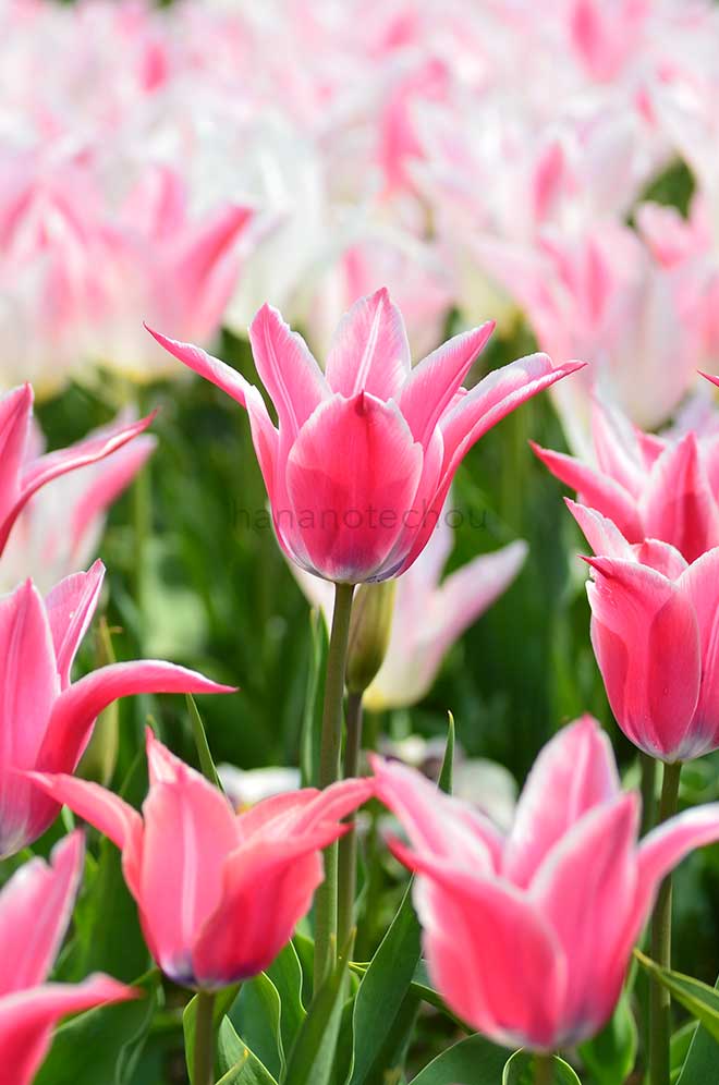 チューリップ ヨニナ｜花の手帖のチューリップ図鑑