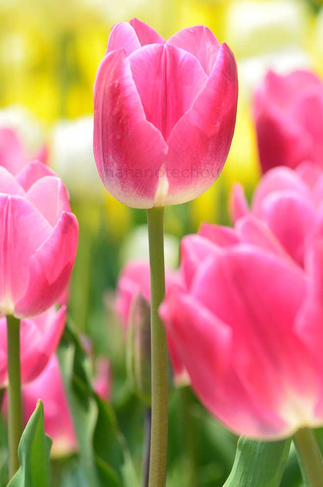 チューリップ 由子｜花の手帖のチューリップ図鑑