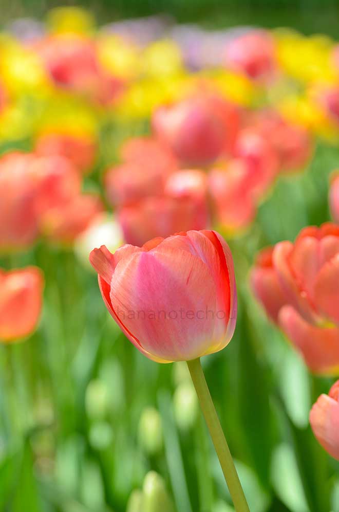 チューリップ ザンツビュー｜花の手帖のチューリップ図鑑